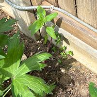 Sunflower shoots starting to show in a garden